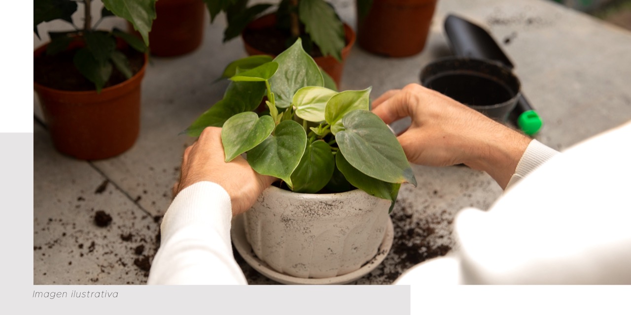 Aprende A Cuidar Mejor De Tus Plantas