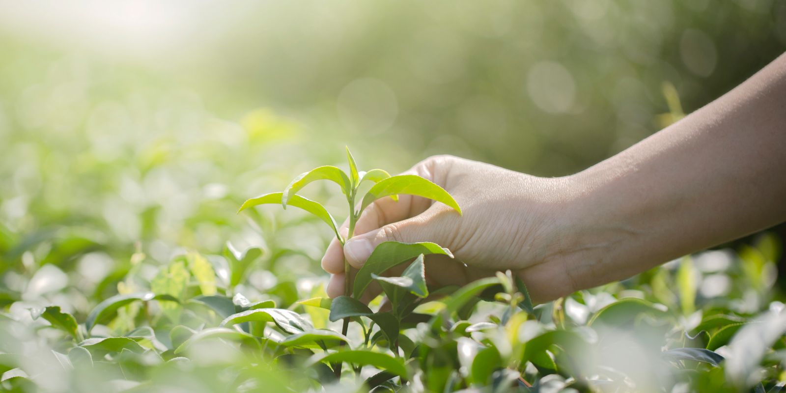 ¿Qué aporta la naturaleza a mi vida?